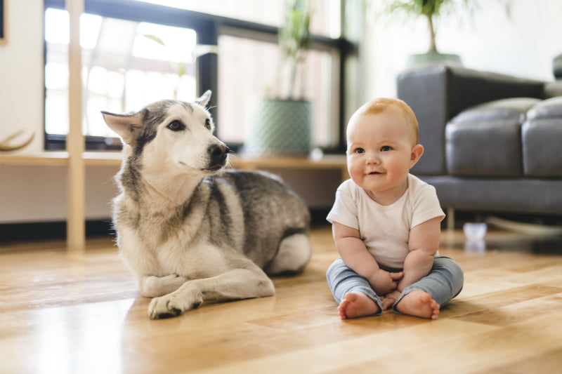 Babys und Haustiere